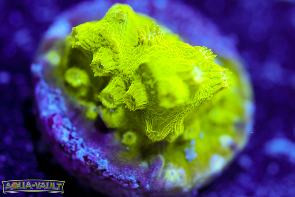 Toxic Cyphastrea