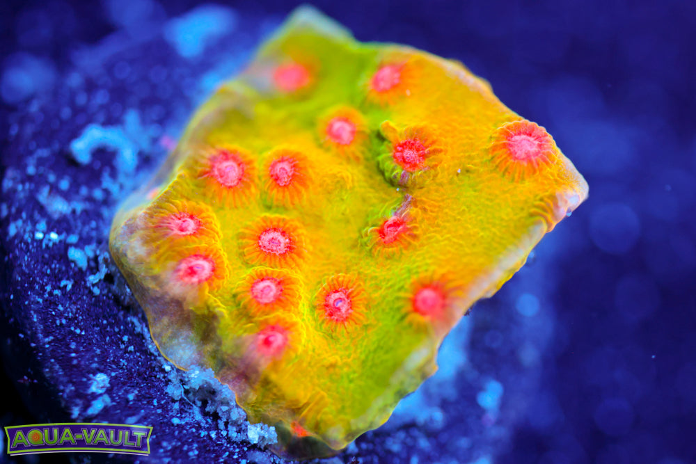 CV Dip 'n Dots Cyphastrea