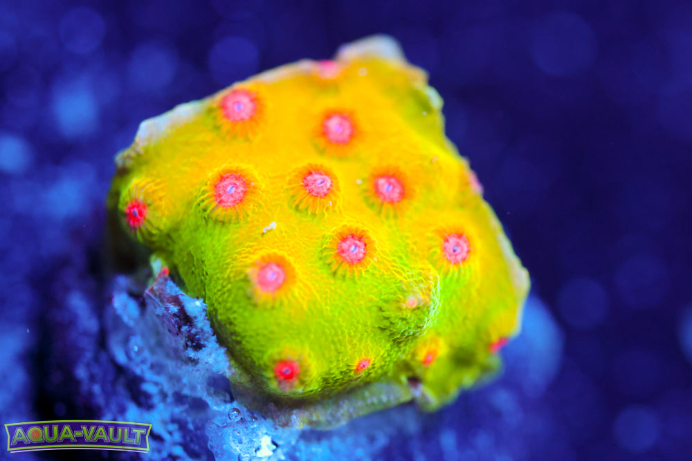 CV Dip 'n Dots Cyphastrea