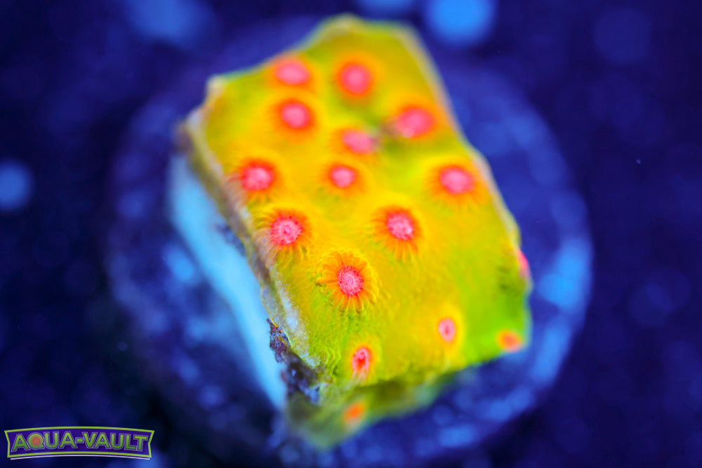 CV Dip 'n Dots Cyphastrea