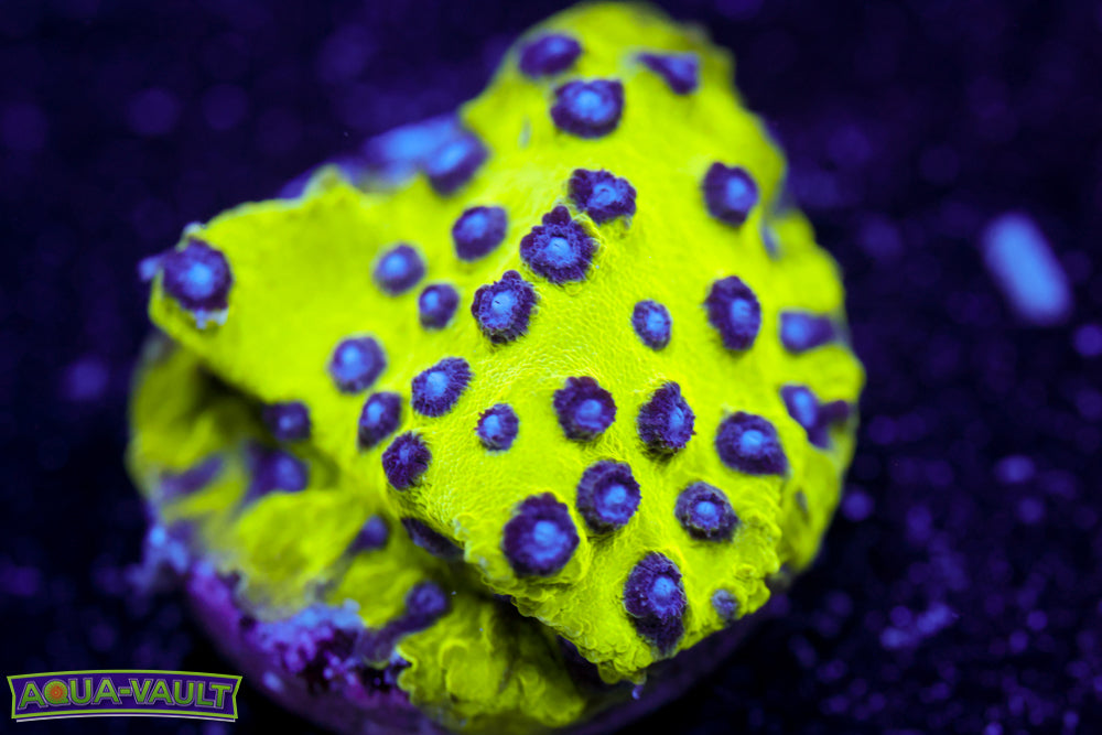 Master PPE Cyphastrea
