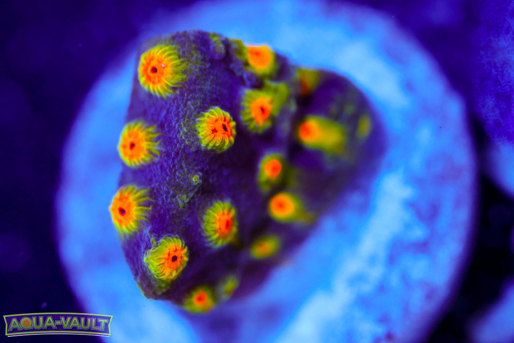 Buzz Lightyear Cyphastrea