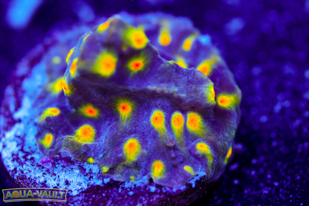 Buzz Lightyear Cyphastrea