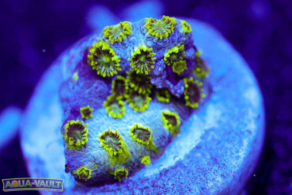 Papa Smurf Cyphastrea