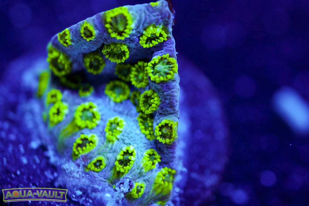 Papa Smurf Cyphastrea
