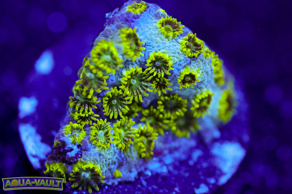 Papa Smurf Cyphastrea