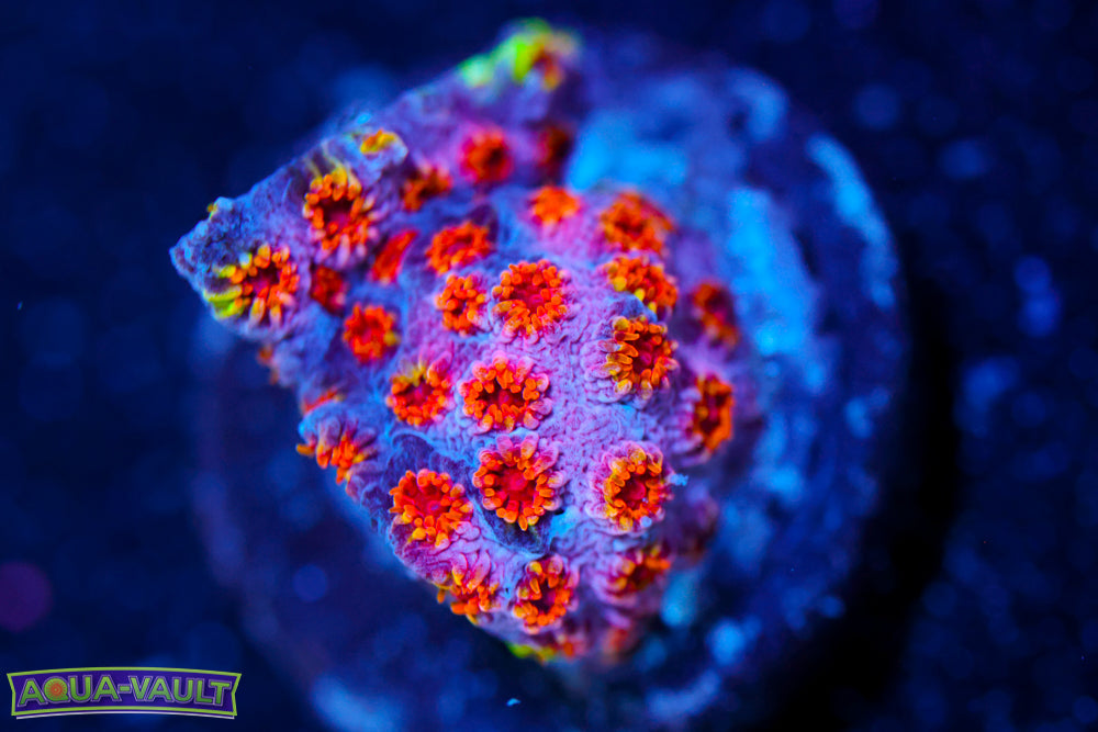 Skittles Bomb Cyphastrea