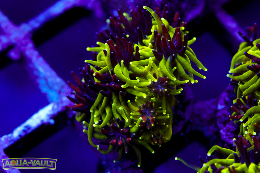 Sonic the Hedgehog Galaxea