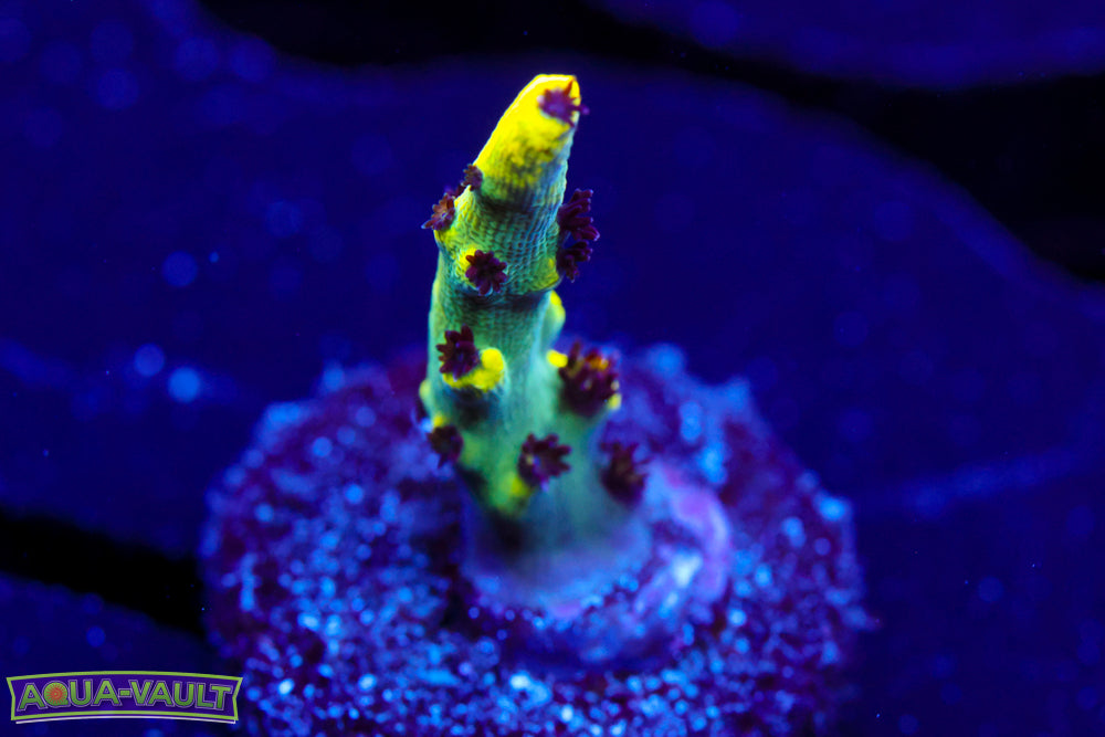 Yellow Jacket Acro