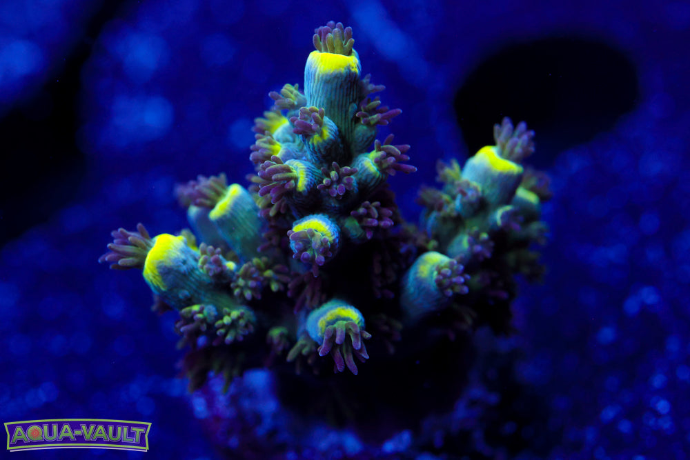 GB Sugar Coated Acro
