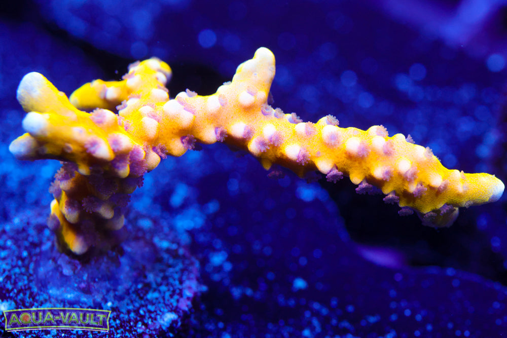 RRC Golden Rod Anacropora