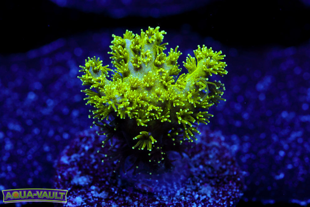 Radioactive Birdsnest