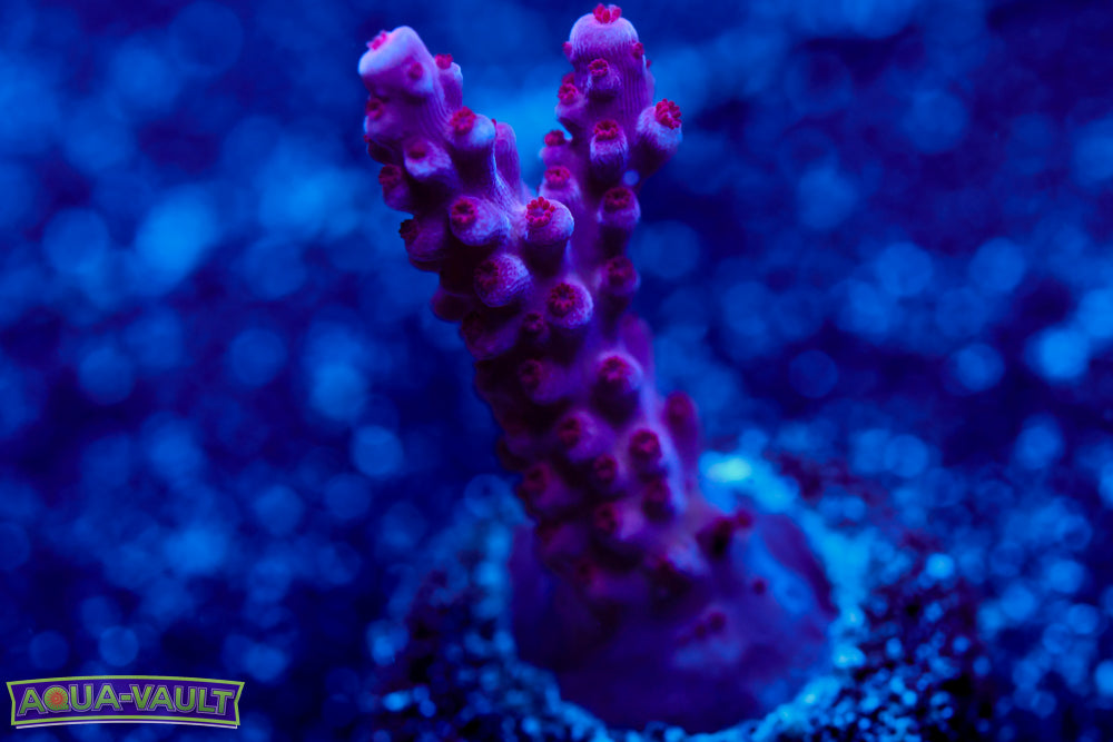 BC Space Laser Acro