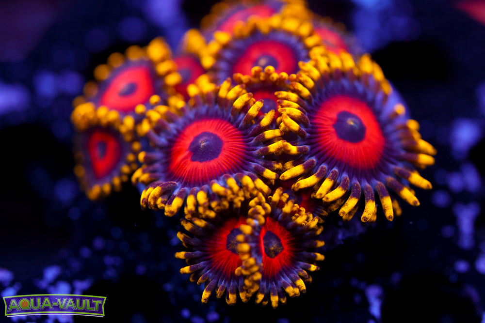 Eagle Eyes Zoa
