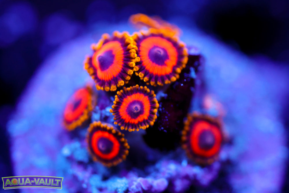 Fruit Loops Zoa