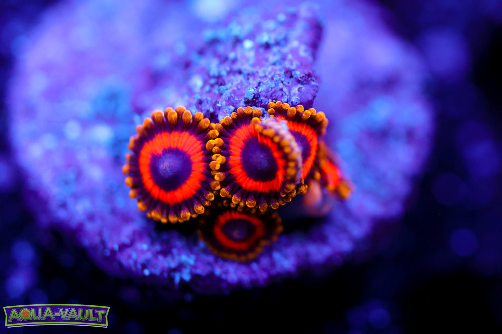 Fruit Loops Zoa