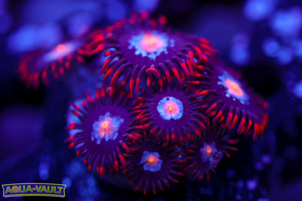 JPS Mystique Zoa
