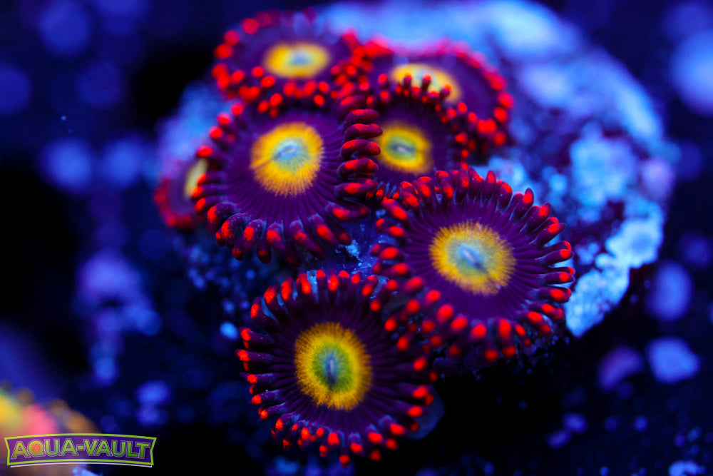 Circus Circus Zoa