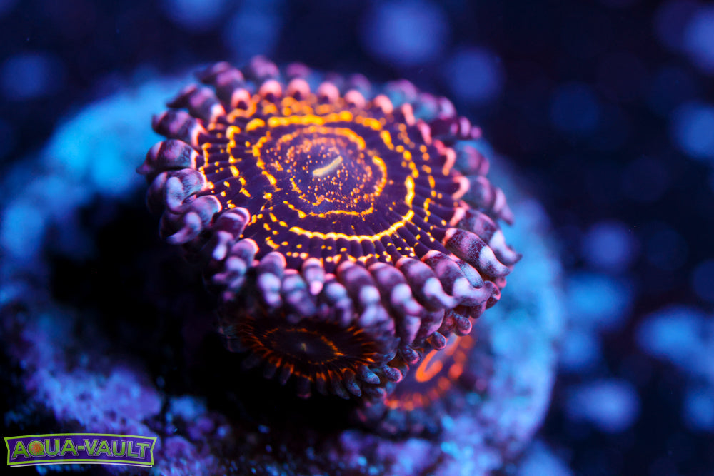 OG Stratosphere Zoa $500 retail