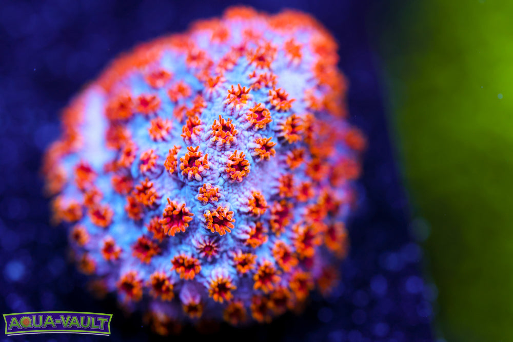 Skittlesbomb Cyphastrea