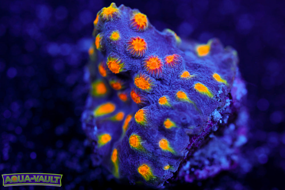 Party Crasher Cyphastrea