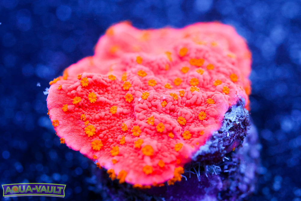 WWC Sunfire Monti Cap