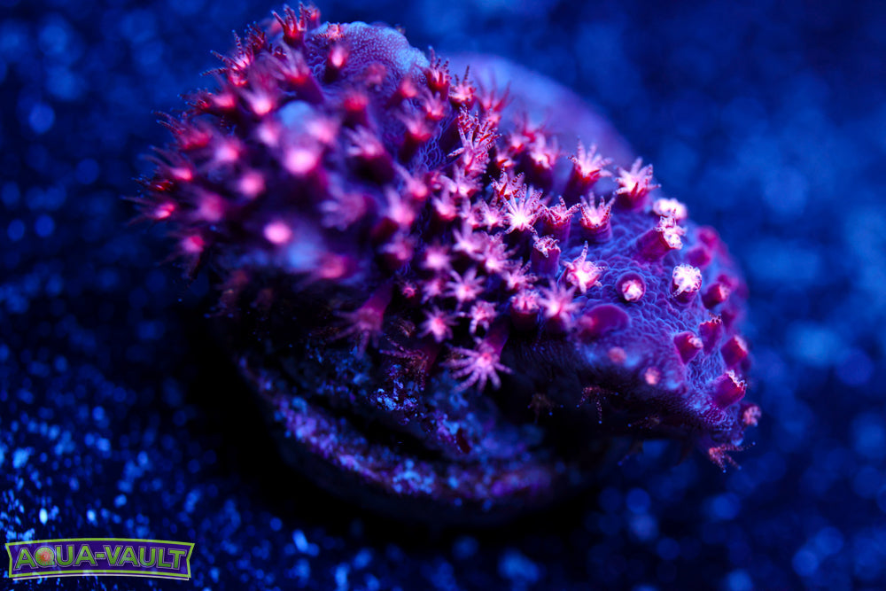 ECC Purple Passion Stylocoeniella