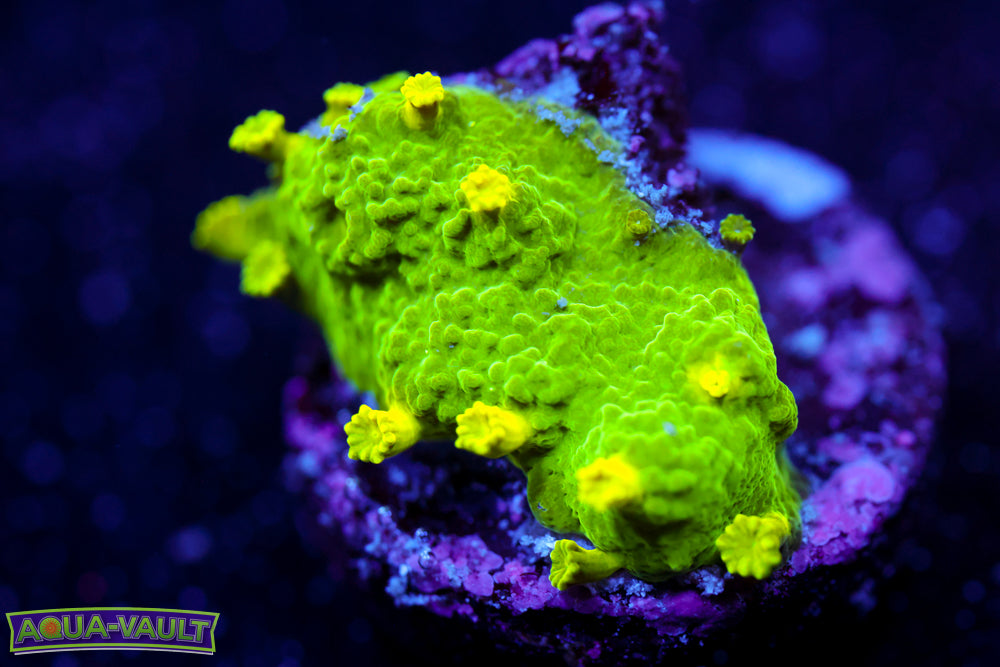 Glow Worm Astreopora