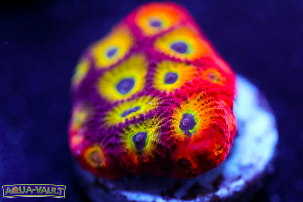 JF Spicy Lemon Favia