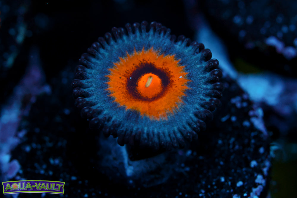 Wolverine Zoa
