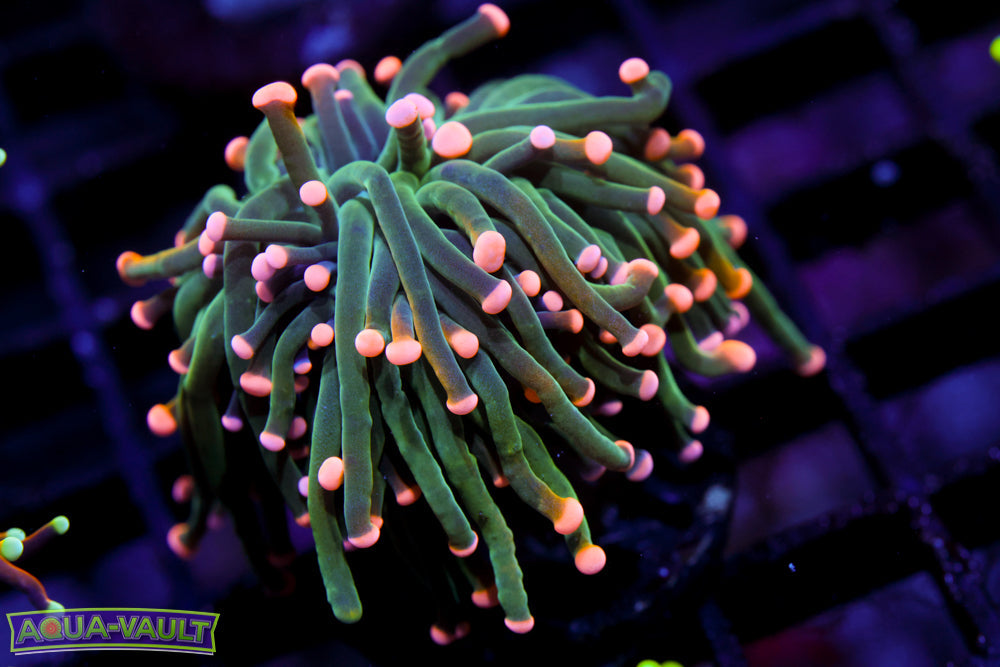 Malaysian Pink Tip Torch