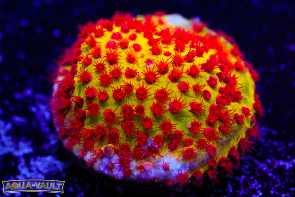 JF Burning Banana Stylocoeniella