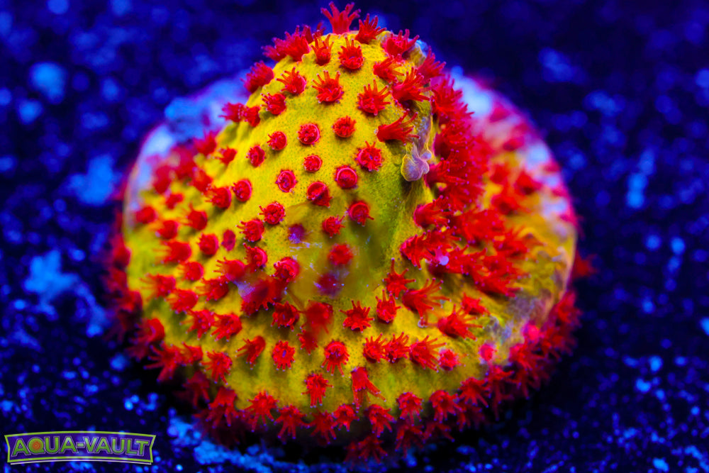 JF Burning Banana Stylocoeniella