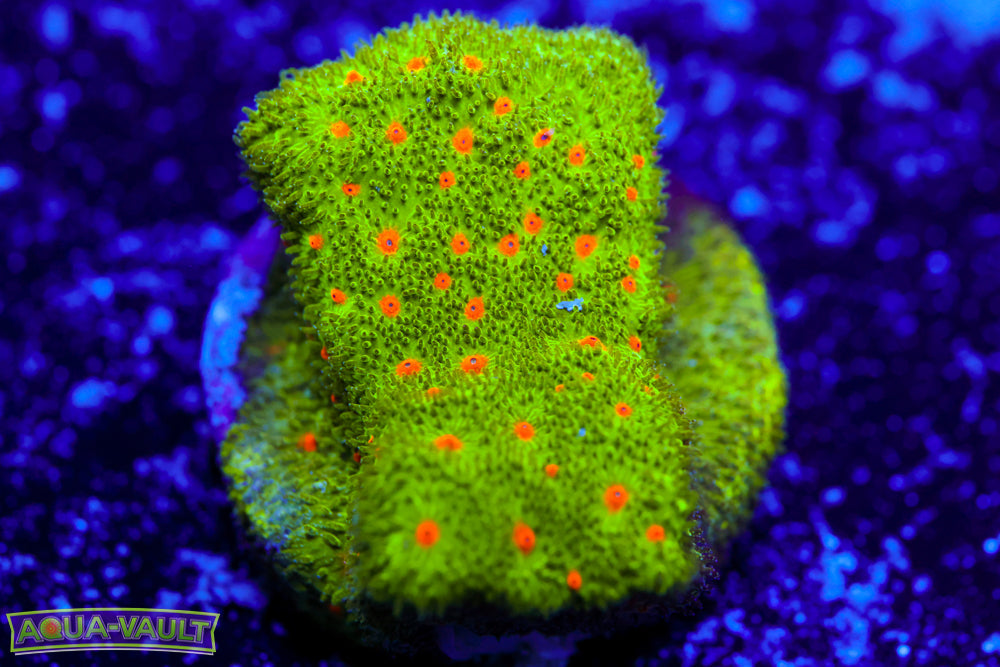 Harvest Moon Psammocora