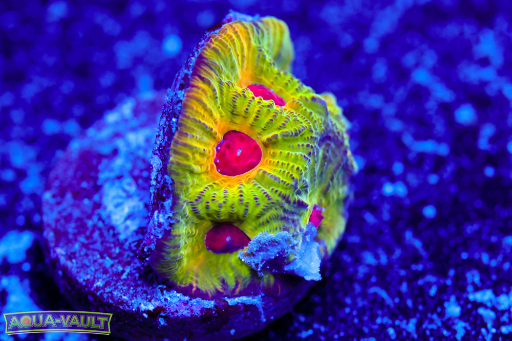 Fascination Favia