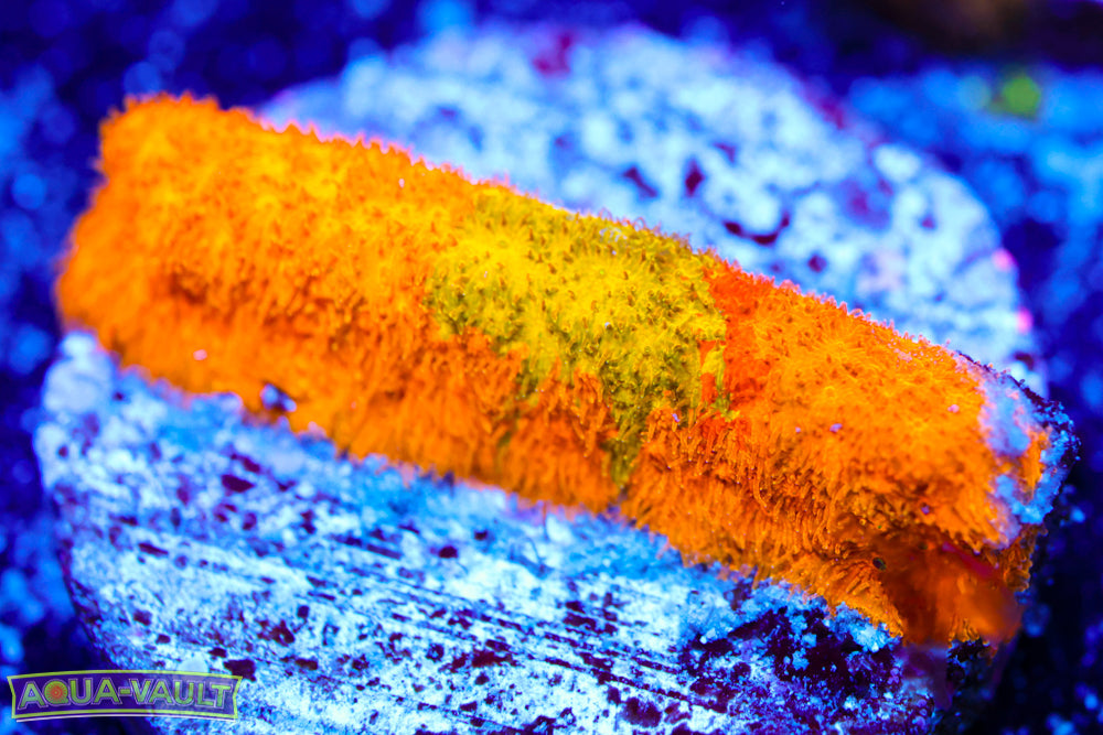 CV 5-Color Psammocora