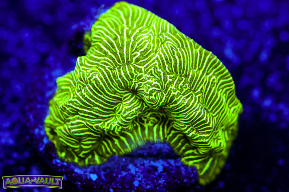 Toxic Leptoseris