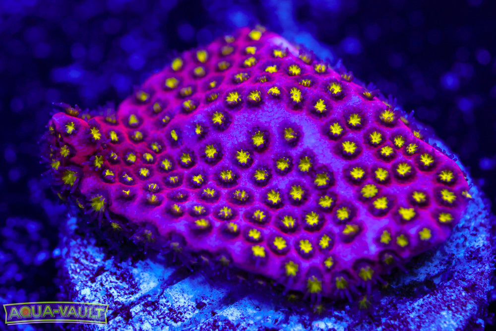 Electric Daisy Stylocoeniella