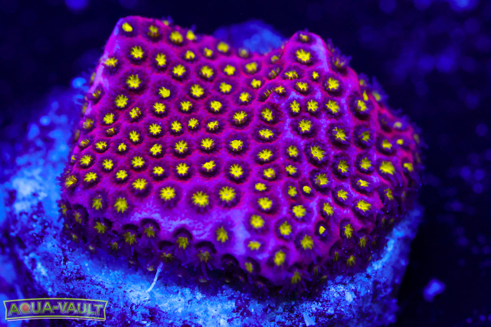 Electric Daisy Stylocoeniella