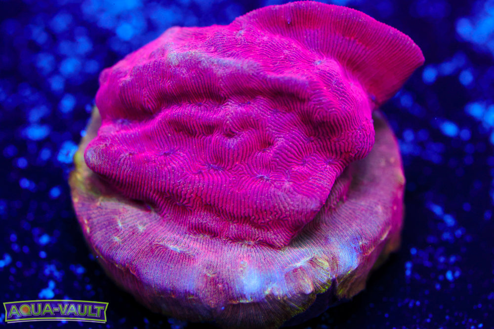 Poison Ivy Leptoseris