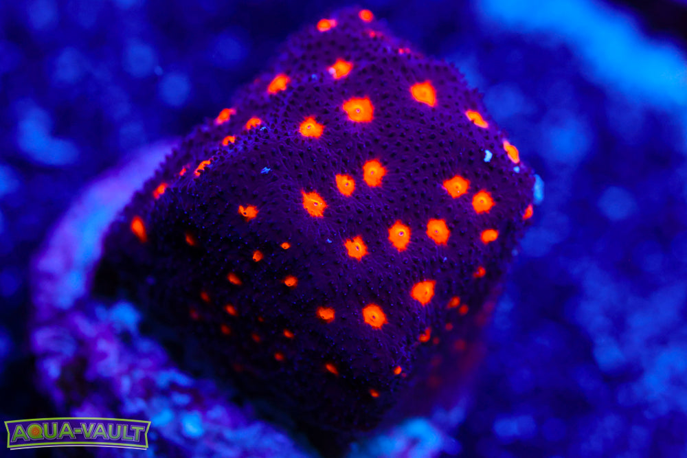 Powerball Leptoseris