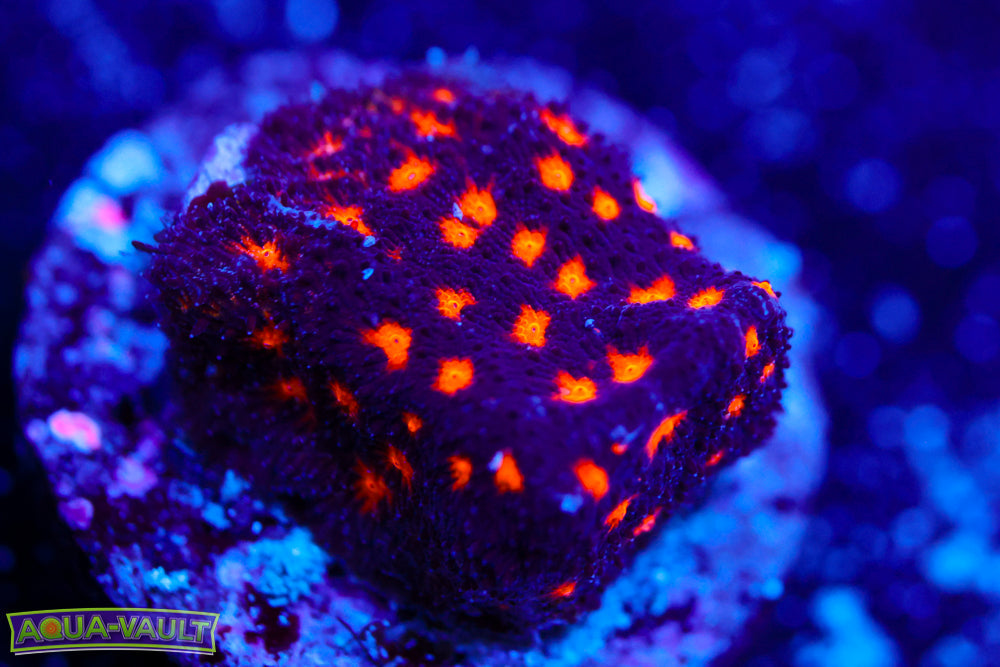 Powerball Leptoseris