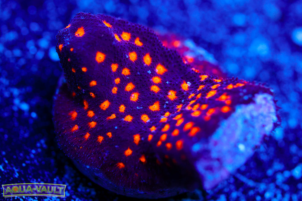 Powerball Leptoseris