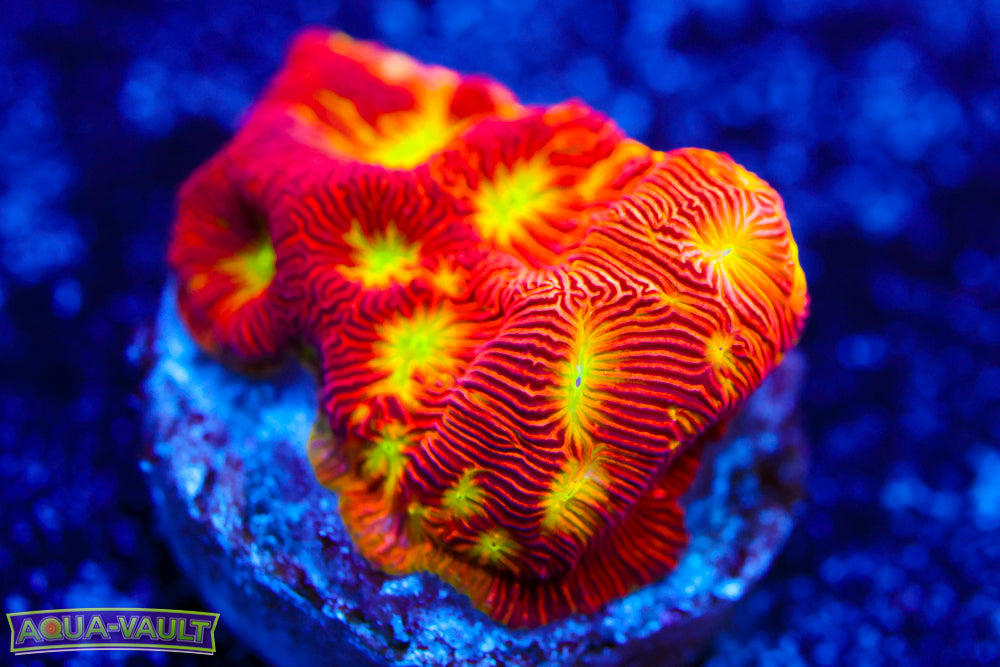 Jack o' Lantern Leptoseris