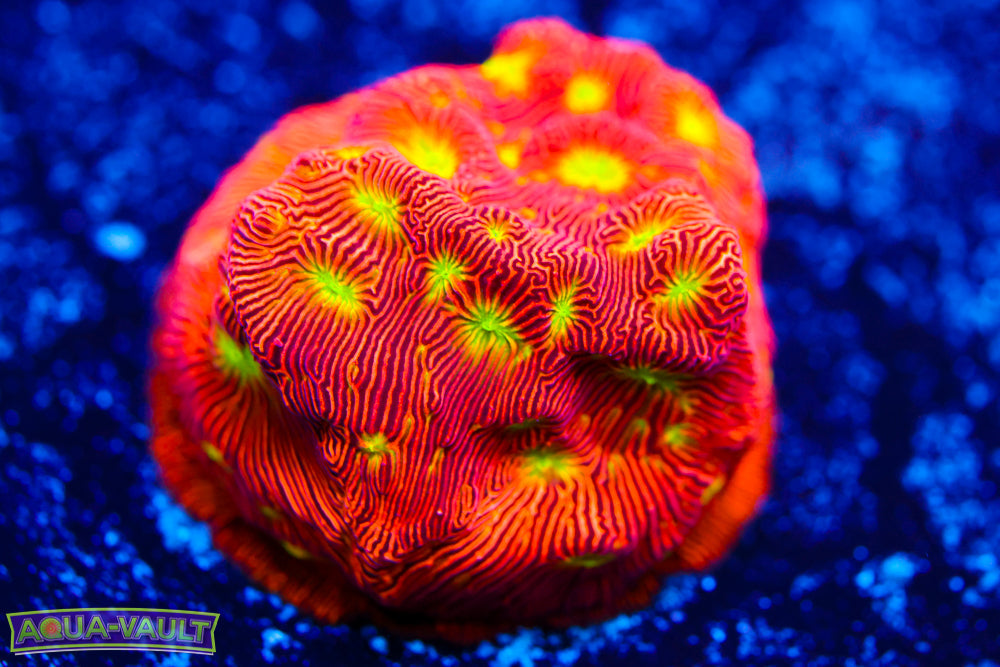 Jack o' Lantern Leptoseris