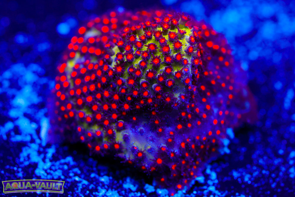 JF Sunset Stylocoeniella