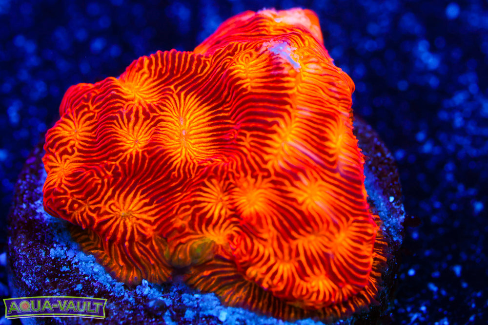 Rising Sun Leptoseris