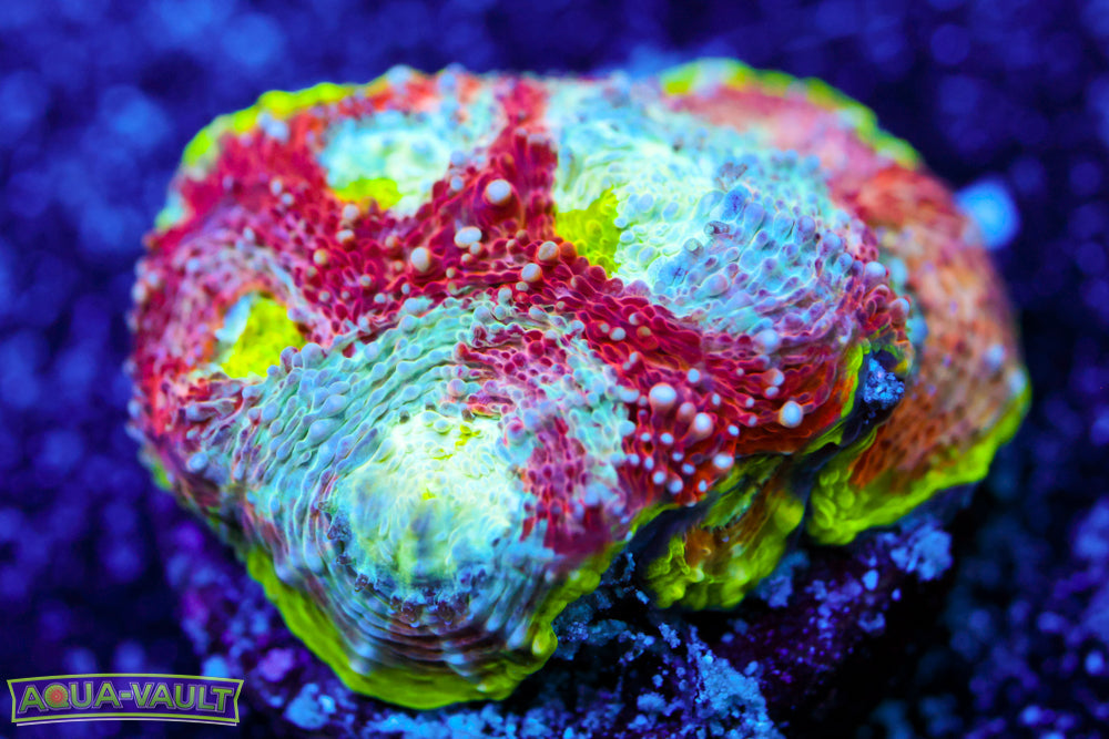 Enchanted Acanthastrea