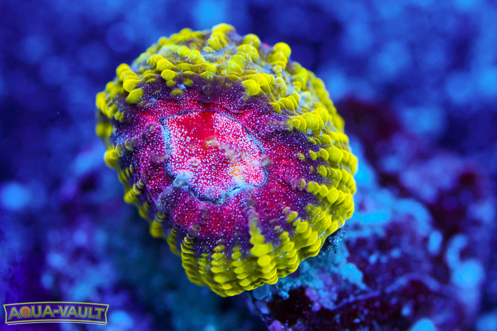 WWC Pico de Gallo Favia