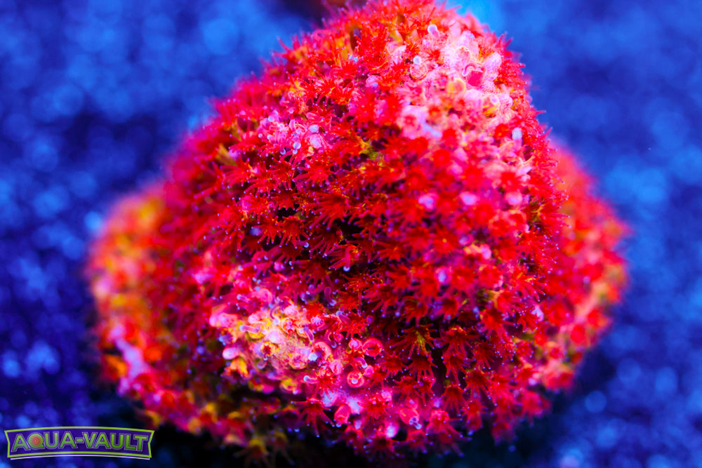 Lethal Stylocoeniella